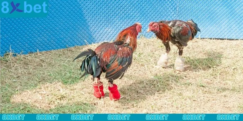 Hướng cách chơi đá gà online tại nhà cái 8xbet