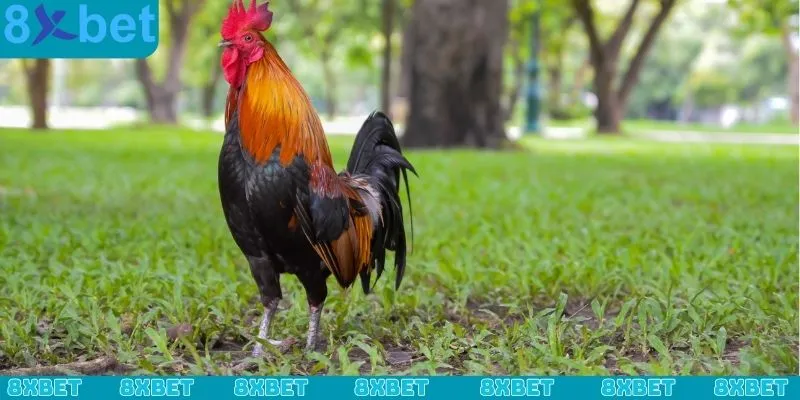 Cách chơi đá gà online và những khác biệt so với truyền thống