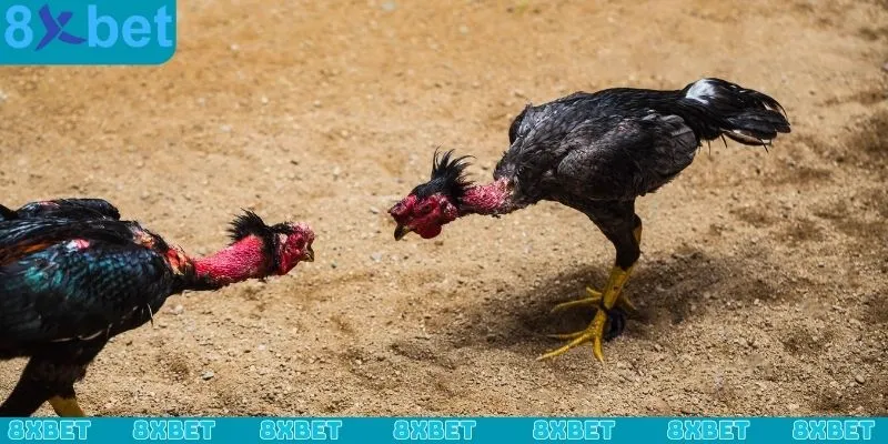 Những nội dung cực đỉnh tại sảnh đá gà WS168